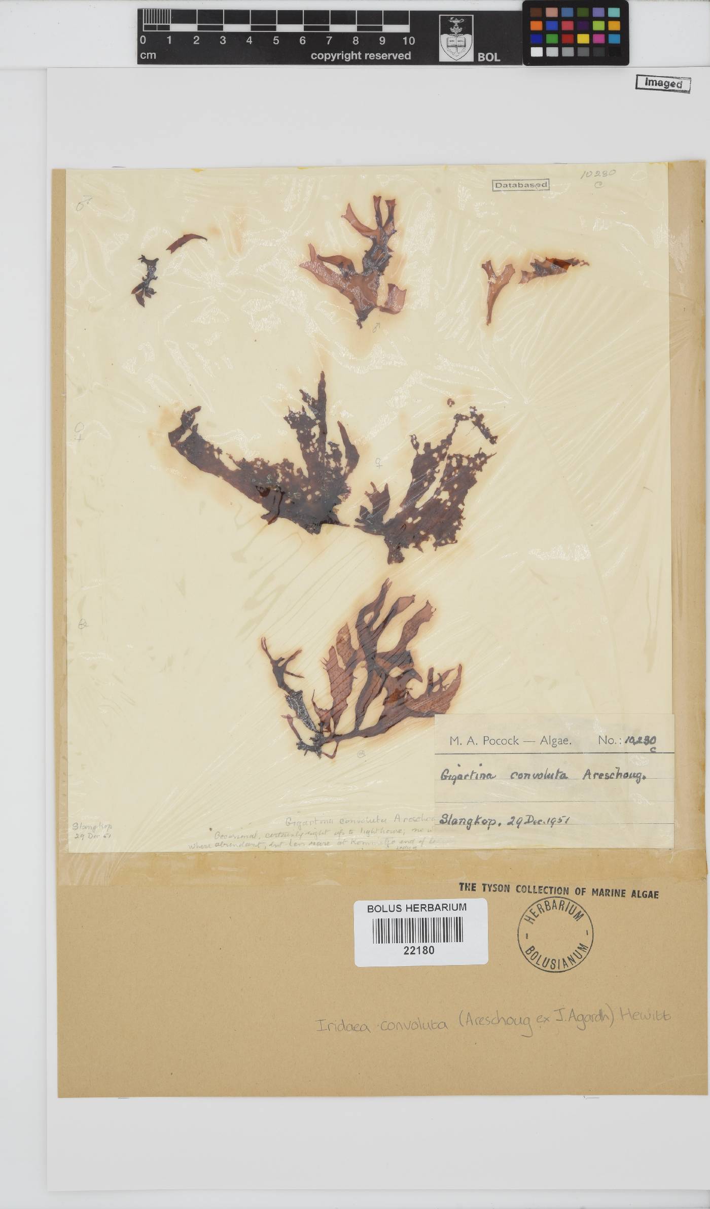 Iridaea convoluta image