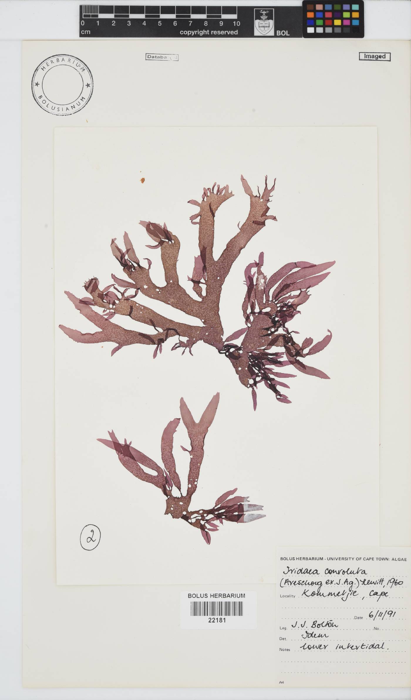 Iridaea convoluta image