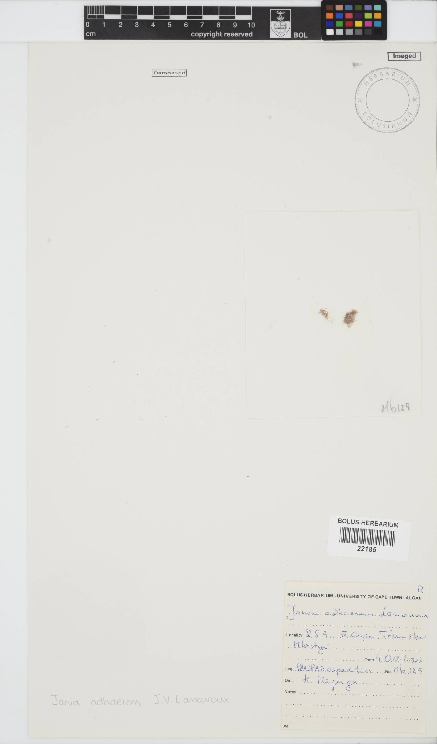 Jania pedunculata var. adhaerens image