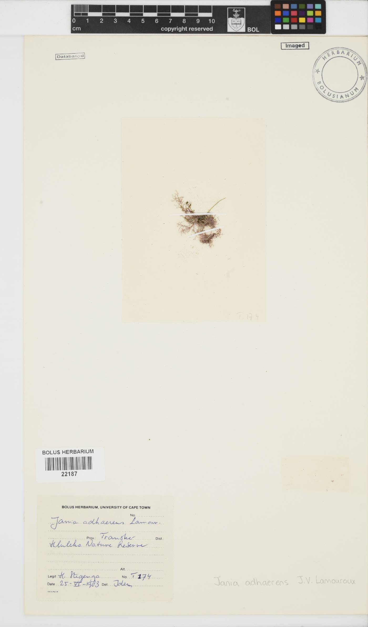 Jania pedunculata image