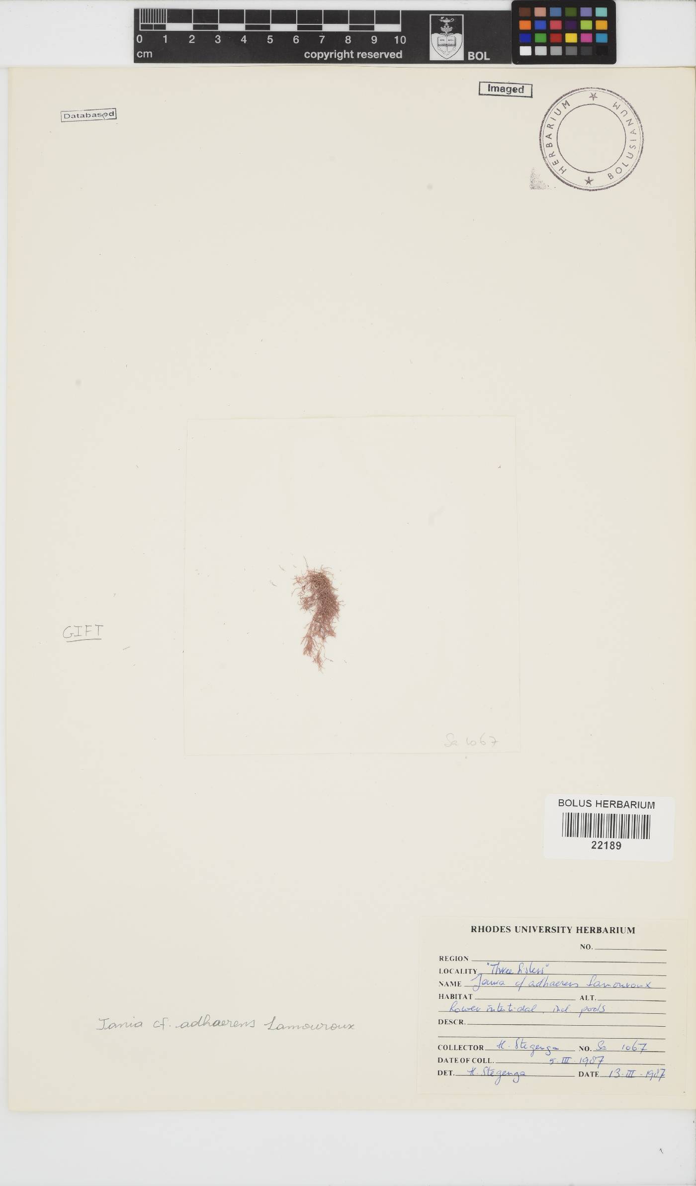 Jania pedunculata var. adhaerens image