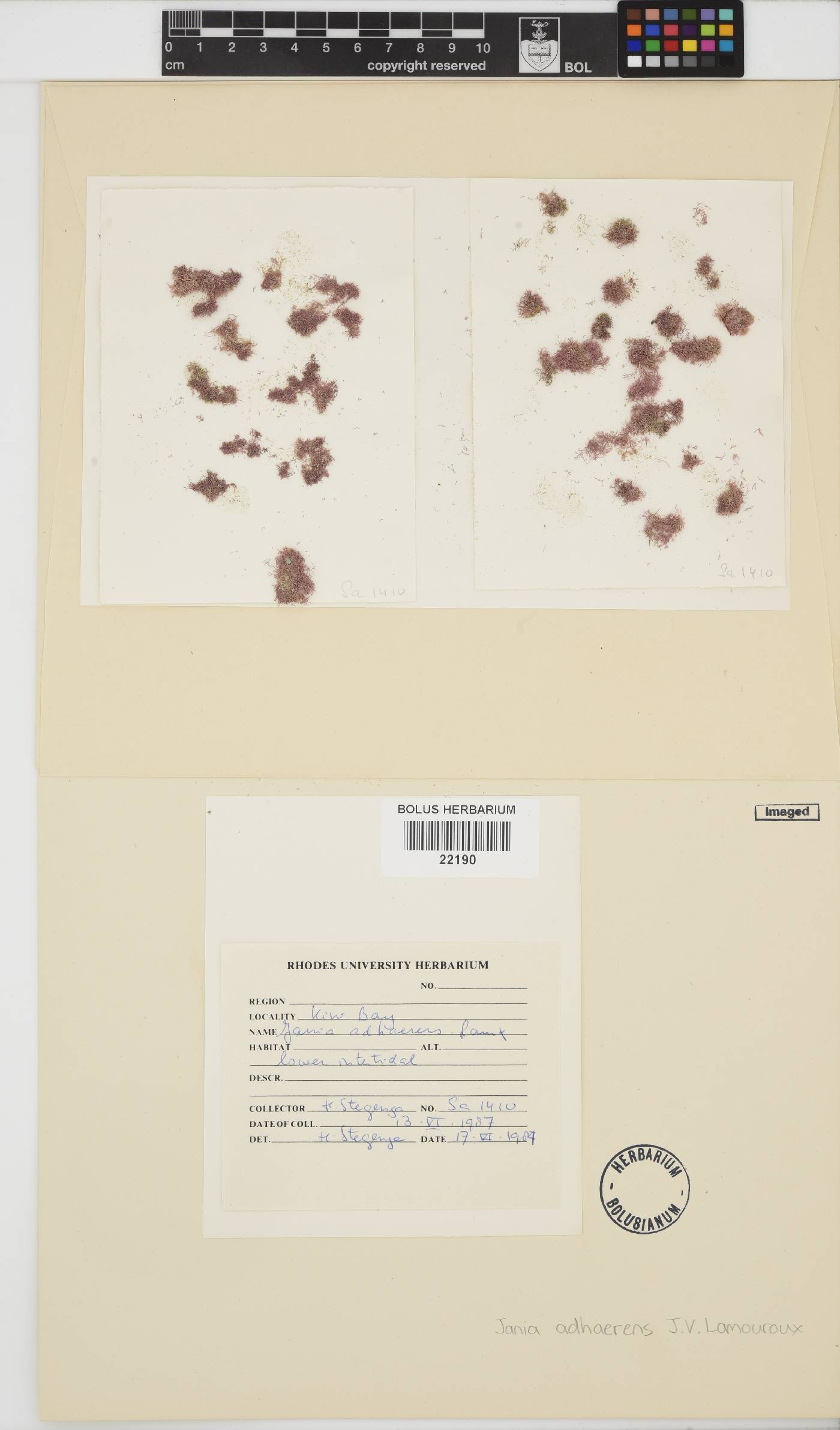 Jania pedunculata var. adhaerens image
