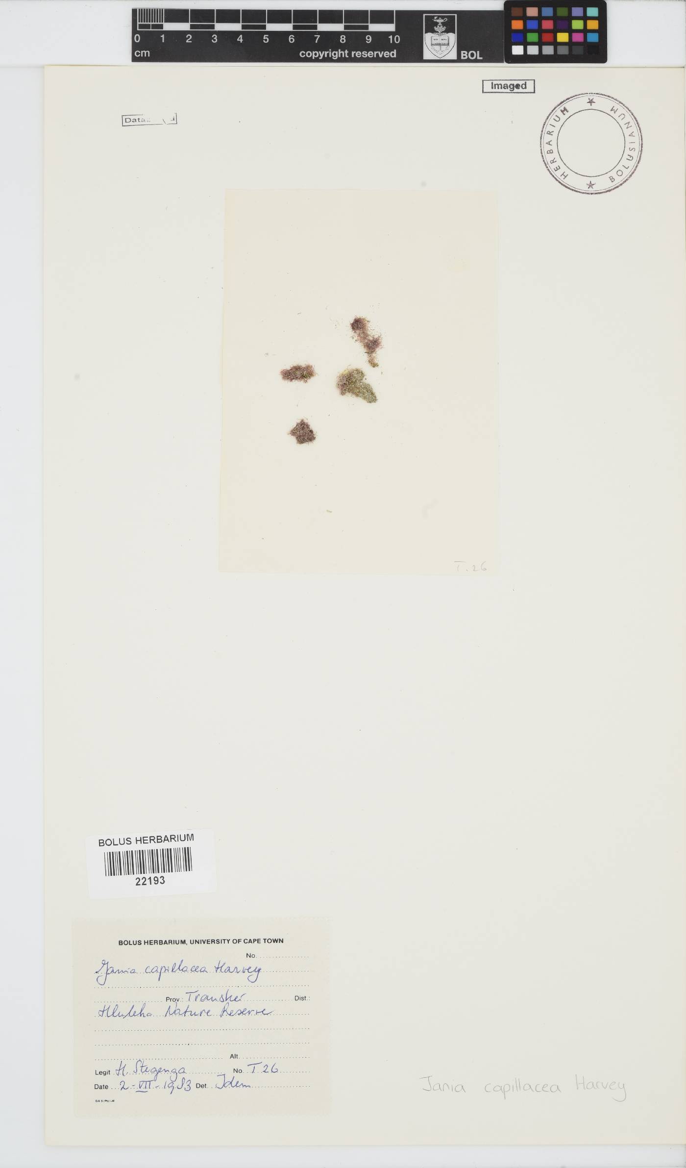 Jania capillacea image