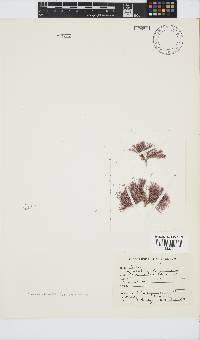 Jania crassa image
