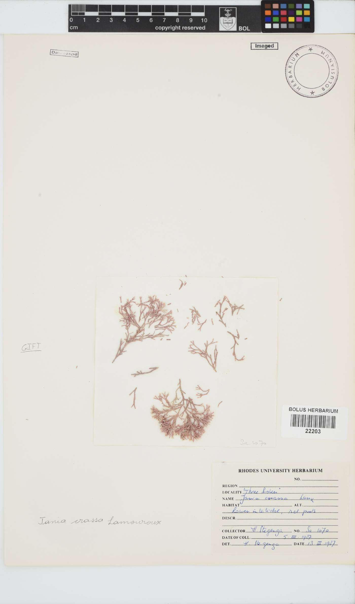 Jania crassa image