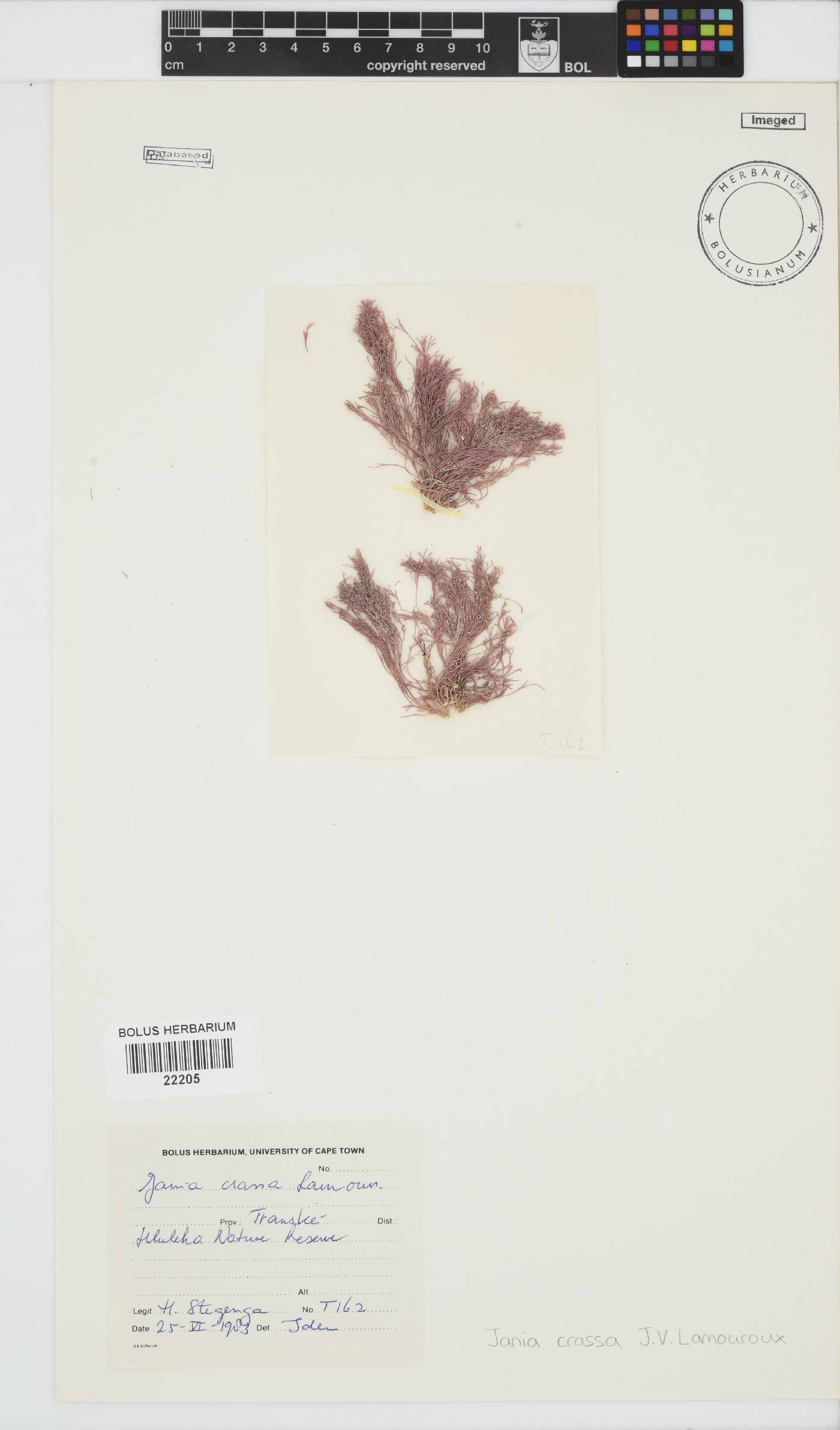 Jania crassa image