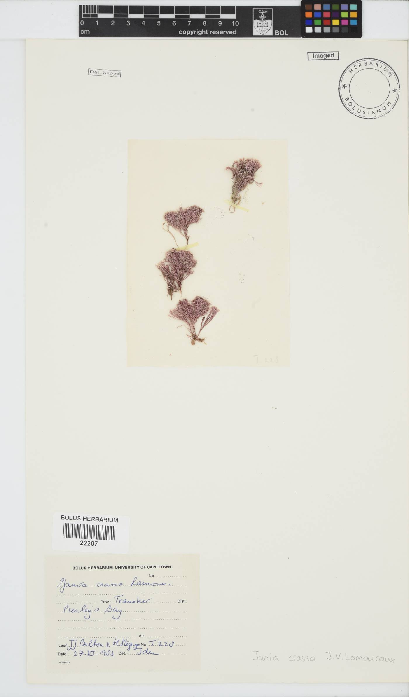 Jania crassa image
