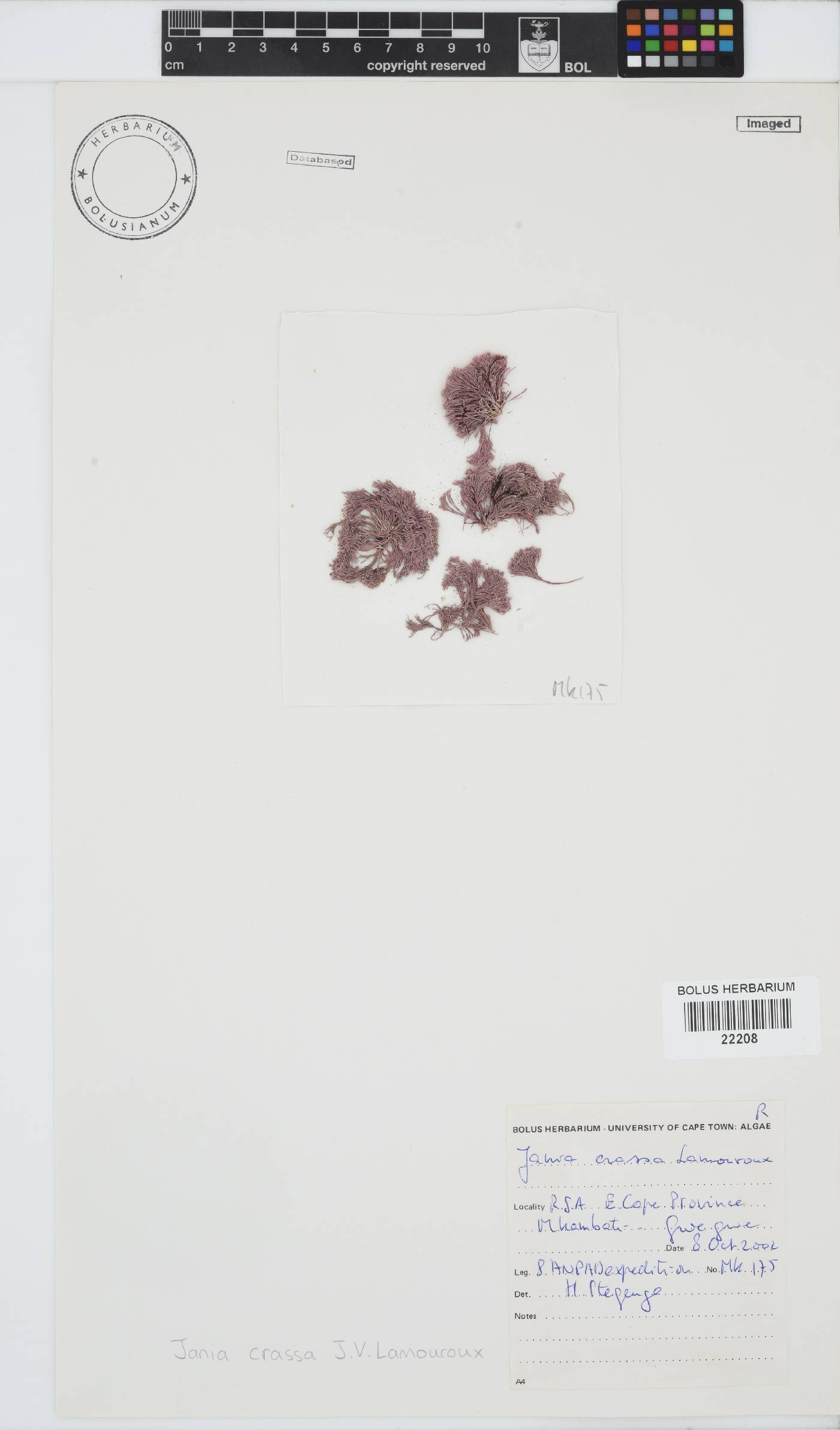 Jania crassa image