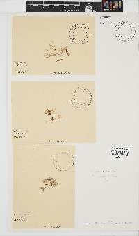 Jania crassa image