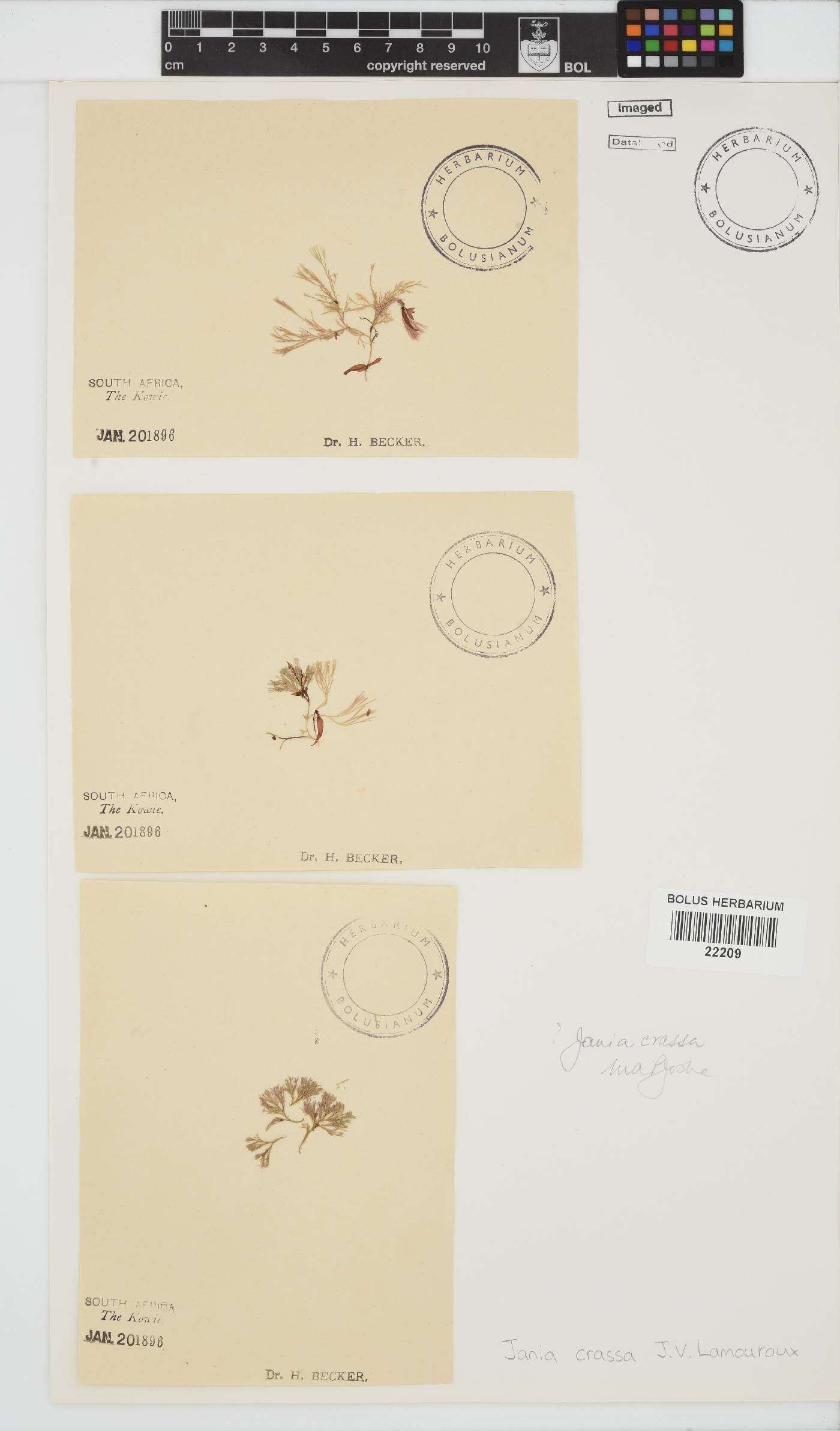 Jania crassa image