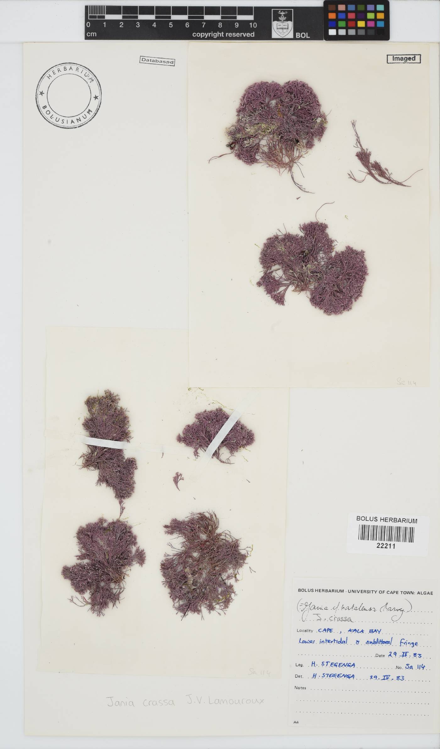 Jania crassa image