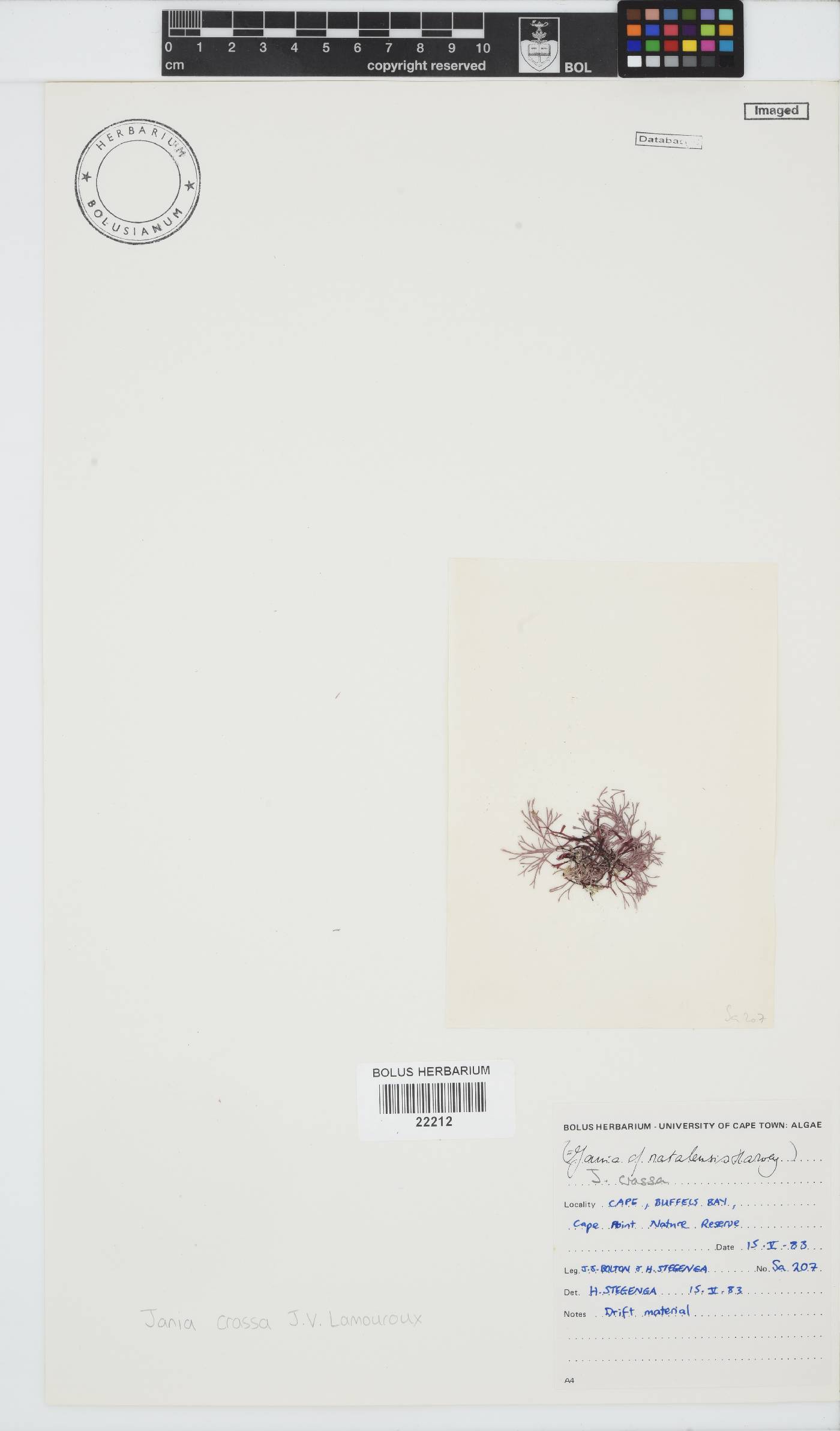 Jania crassa image