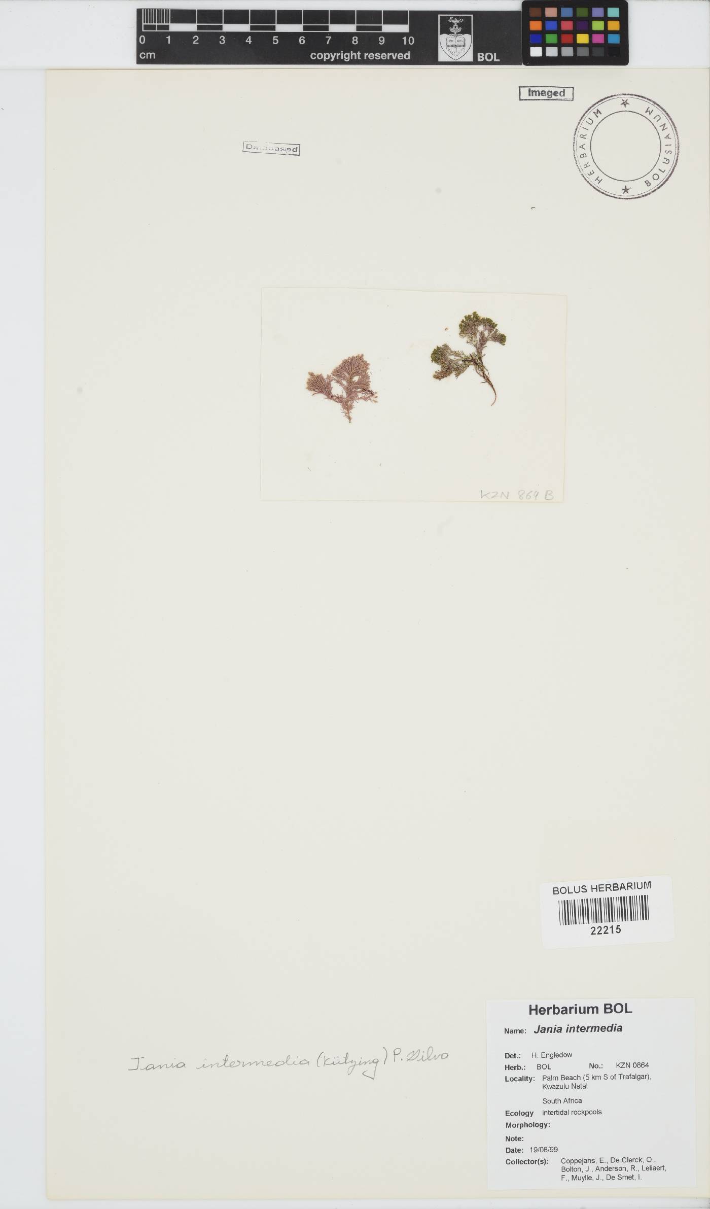 Jania intermedia image