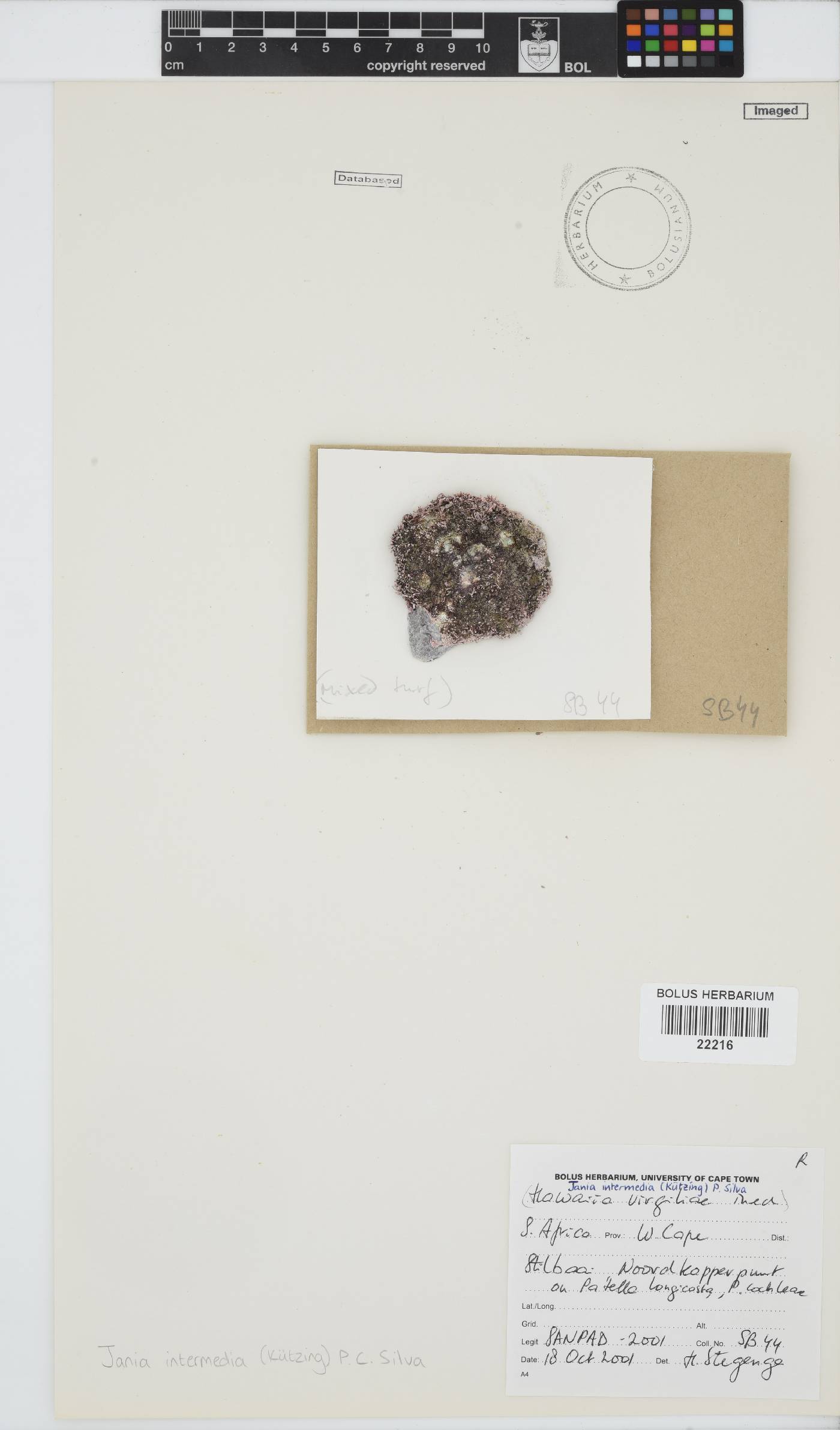 Jania intermedia image