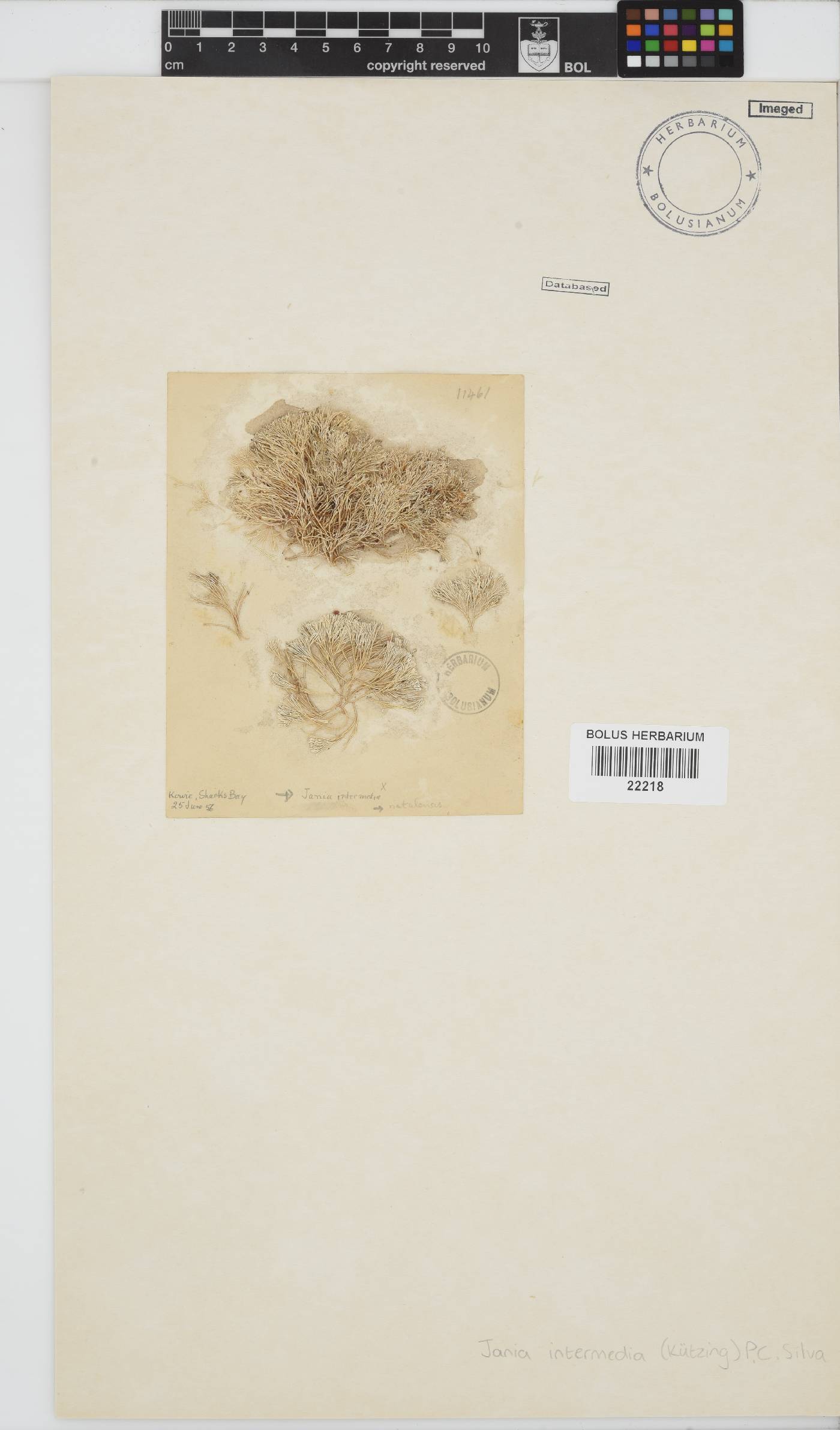 Jania intermedia image