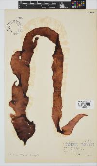 Mazzaella capensis image