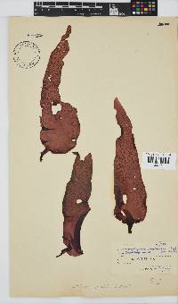 Mazzaella capensis image
