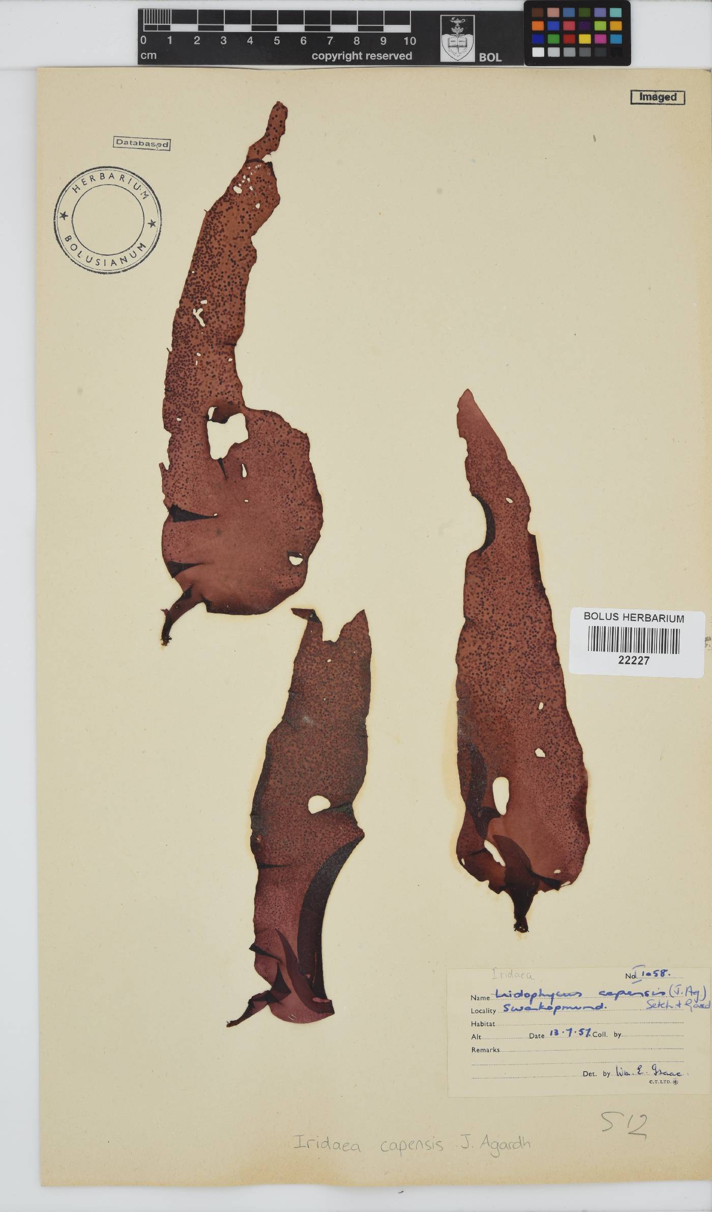 Mazzaella capensis image