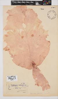 Mazzaella capensis image