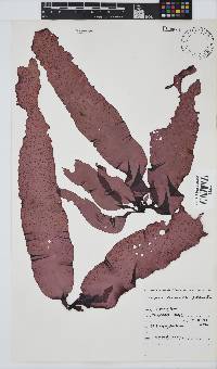 Mazzaella capensis image
