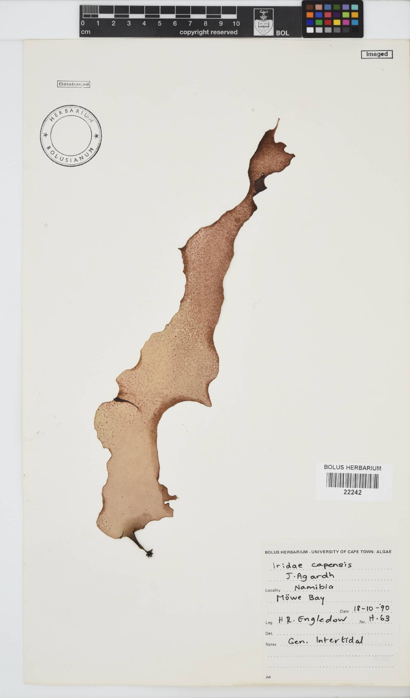 Mazzaella image