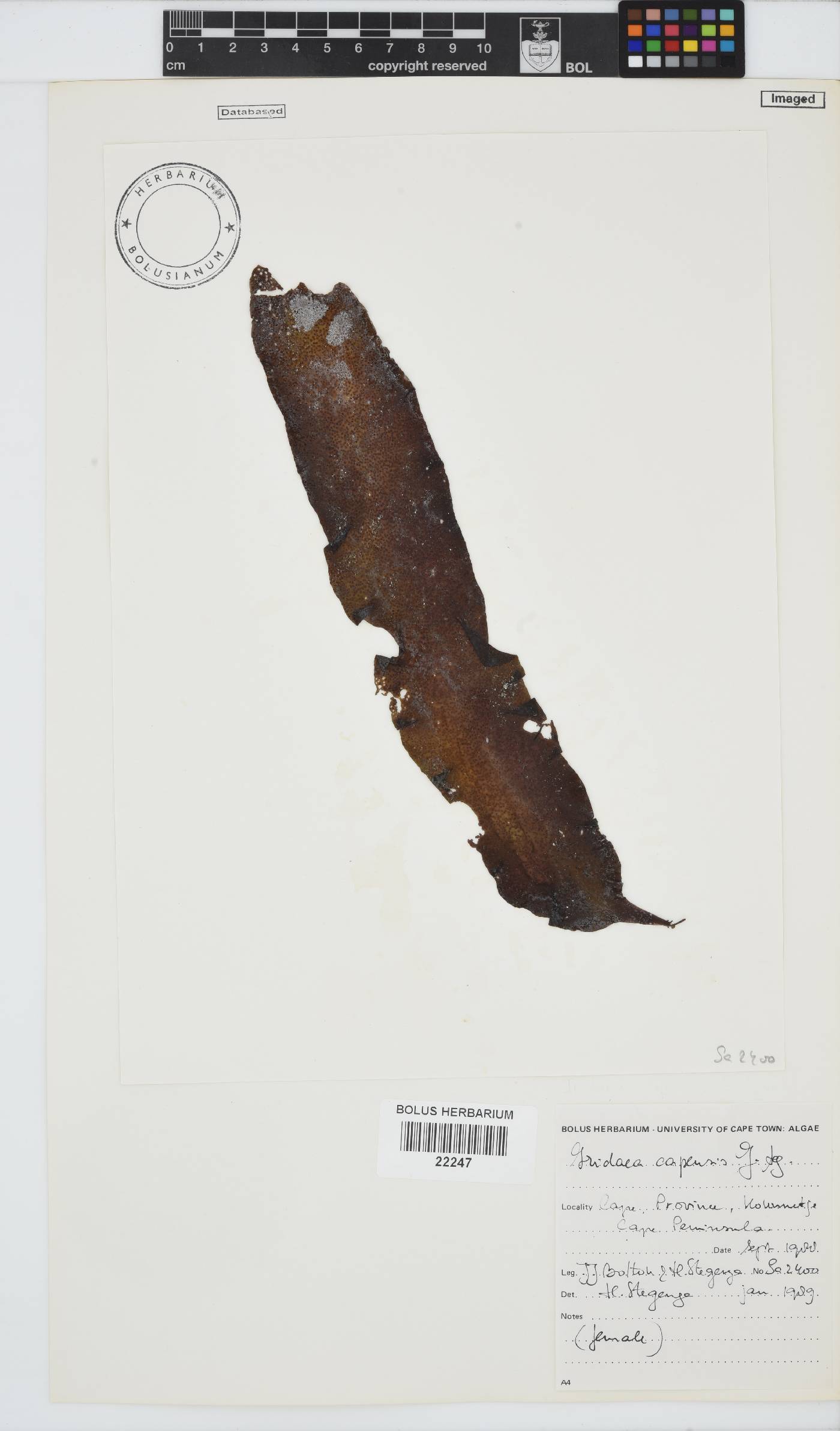 Mazzaella capensis image