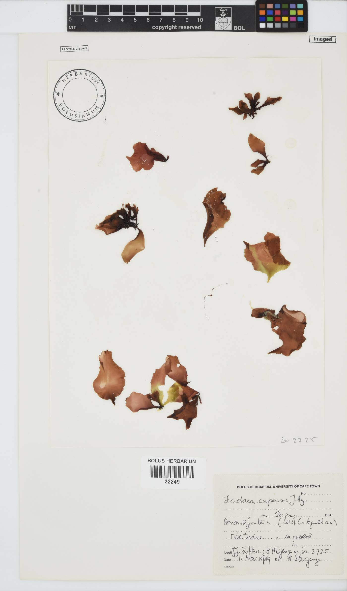 Mazzaella capensis image