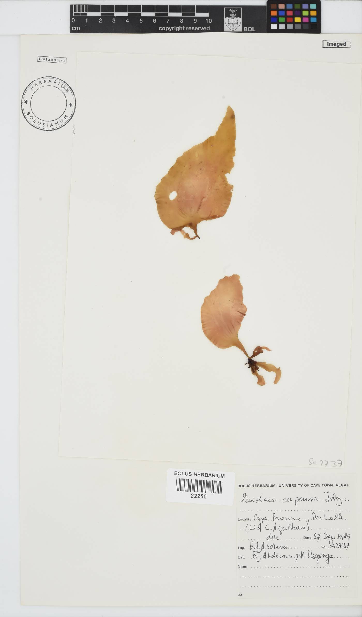 Mazzaella capensis image