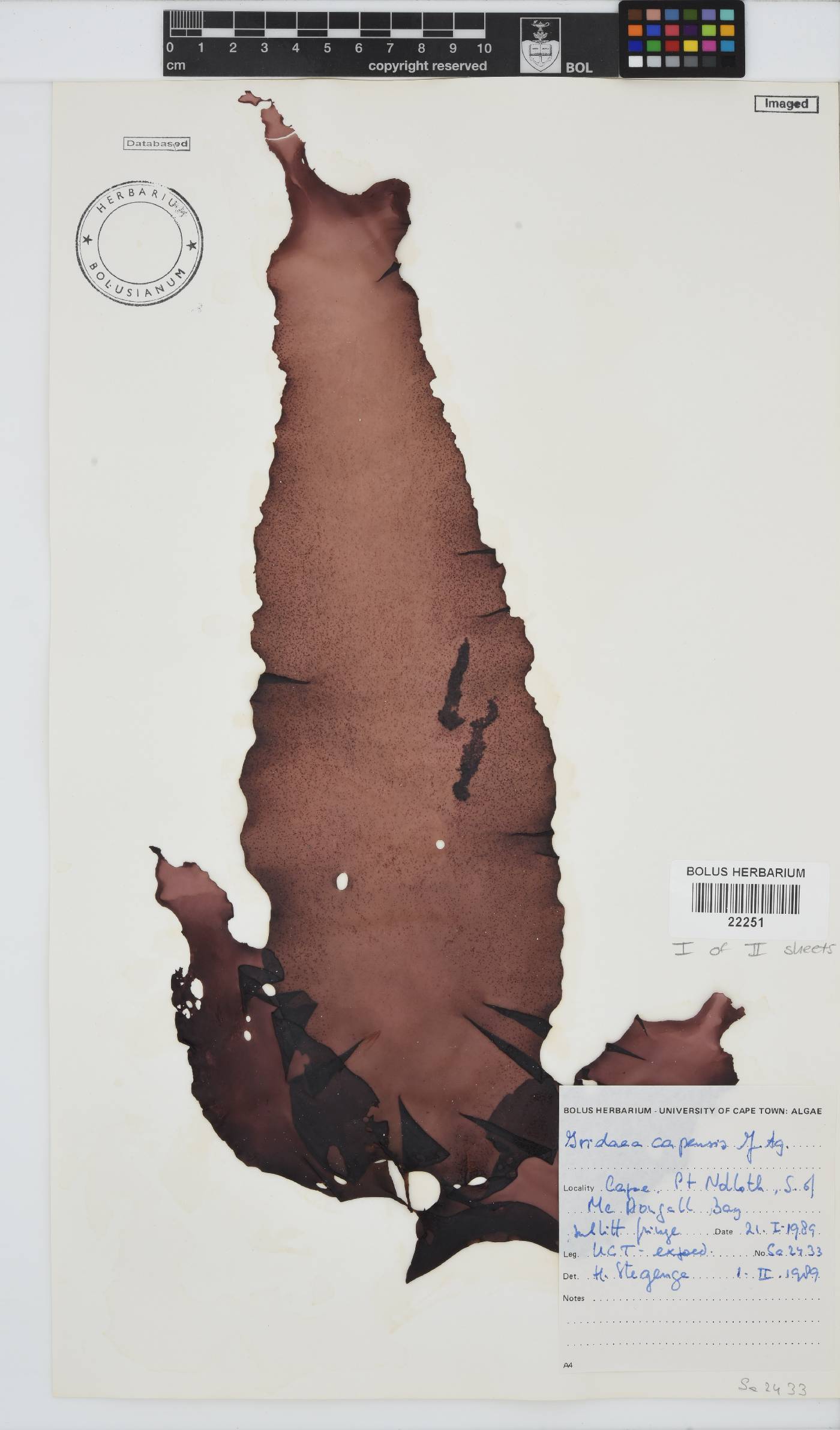 Mazzaella capensis image