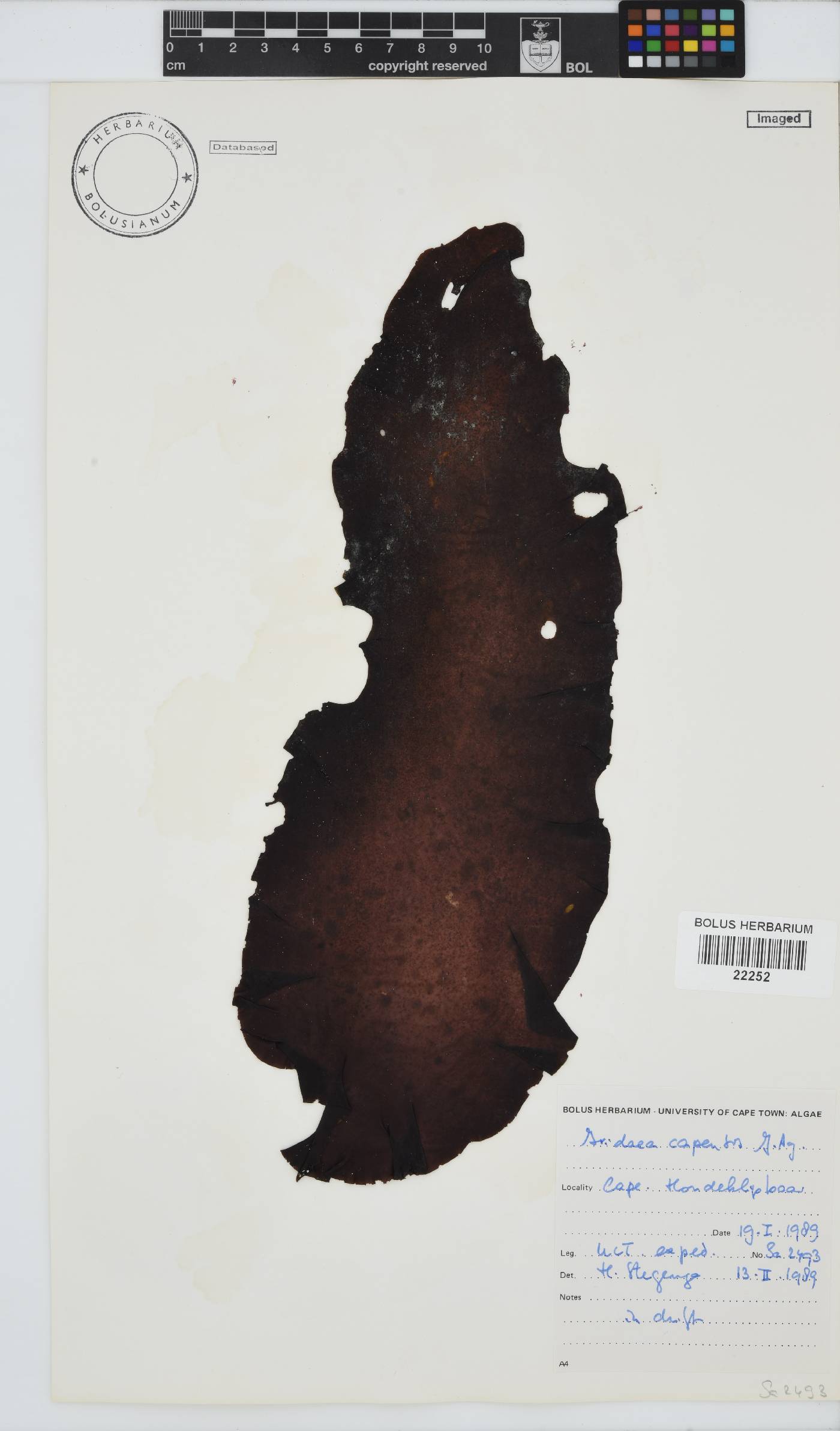 Mazzaella capensis image