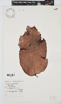 Mazzaella capensis image