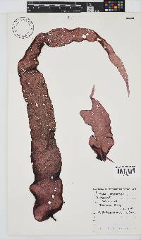 Mazzaella capensis image