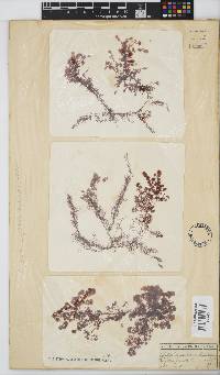 Image of Streblocladia corymbifera