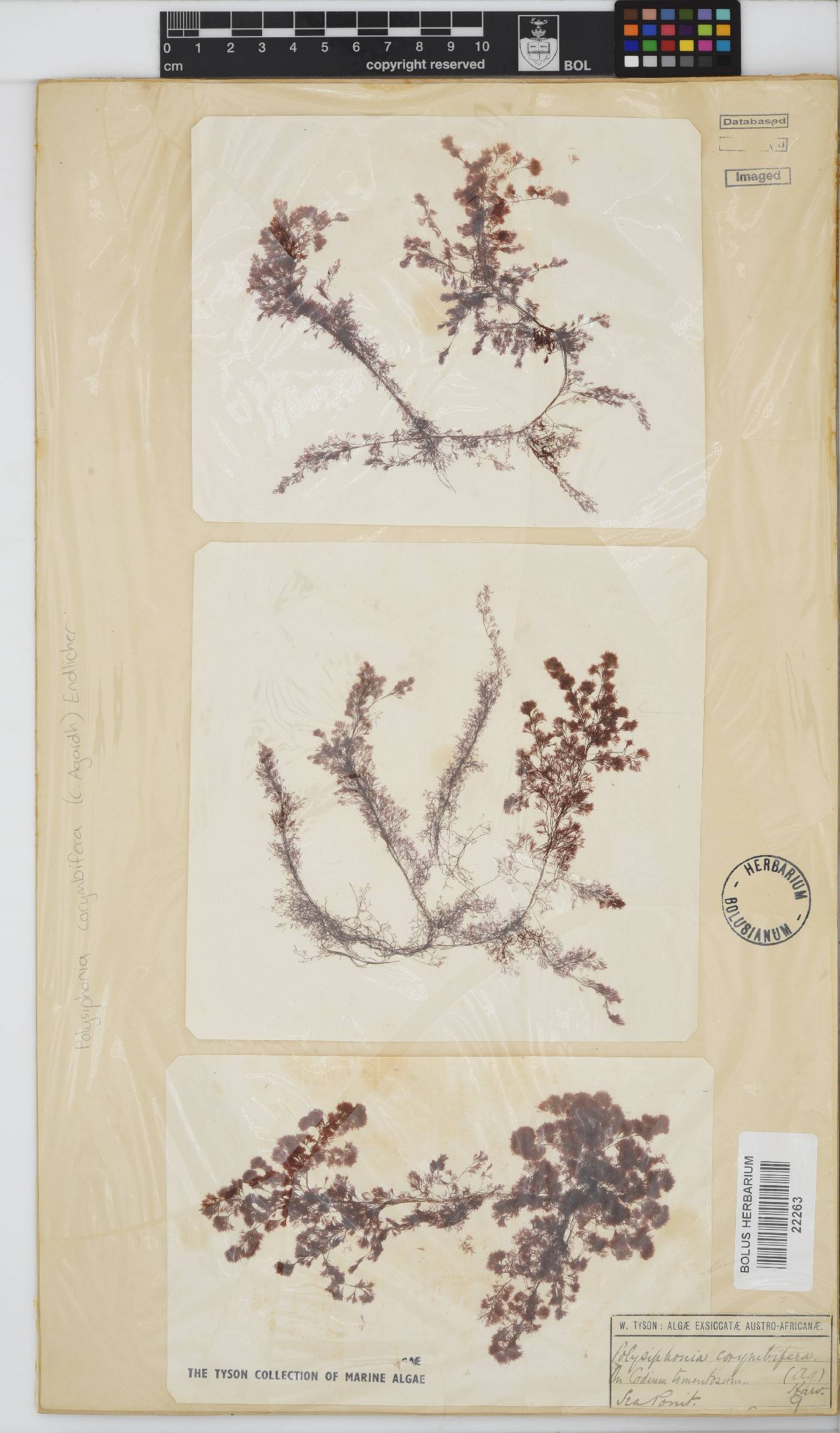 Streblocladia image