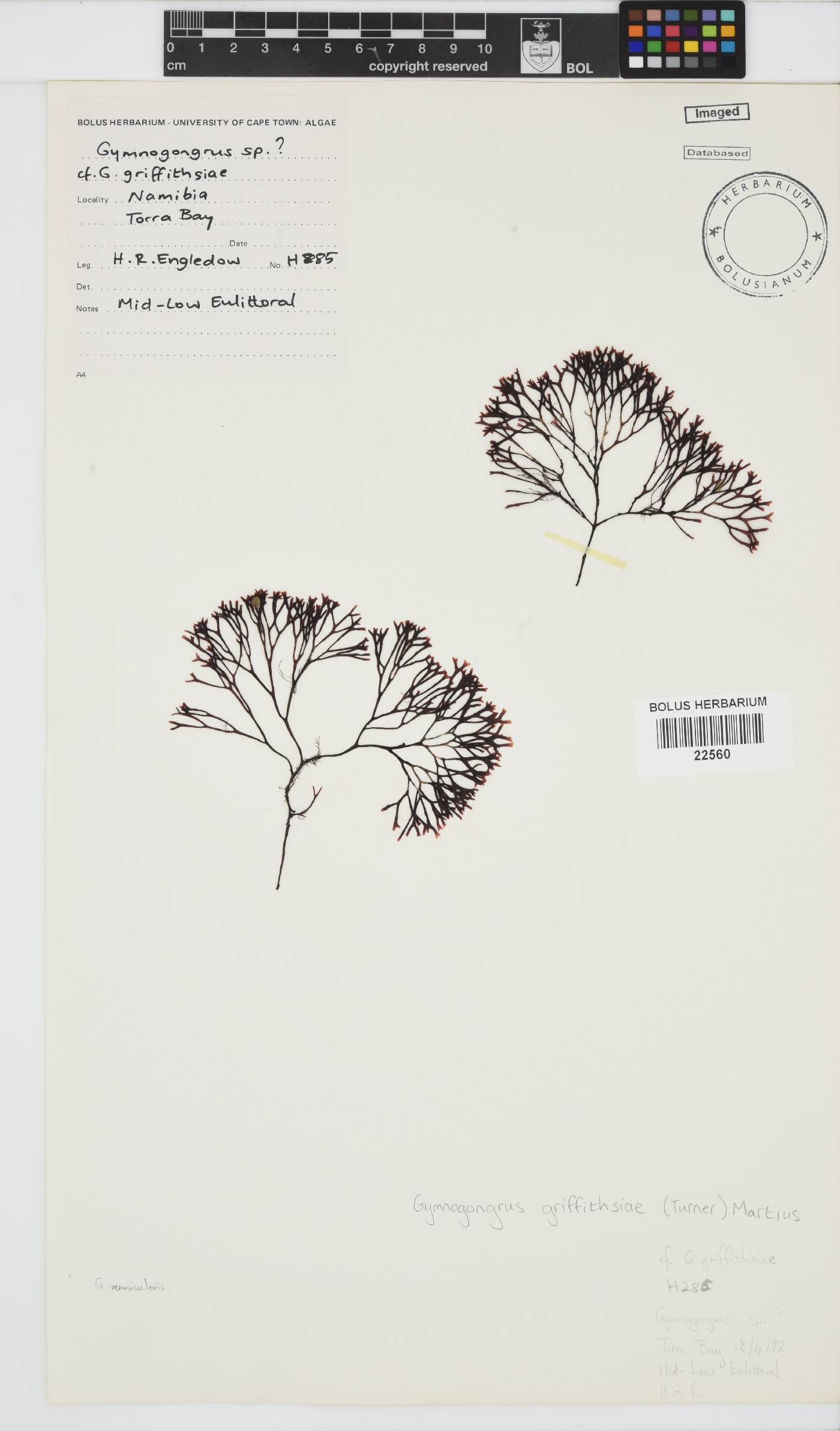 Gymnogongrus griffithsiae image