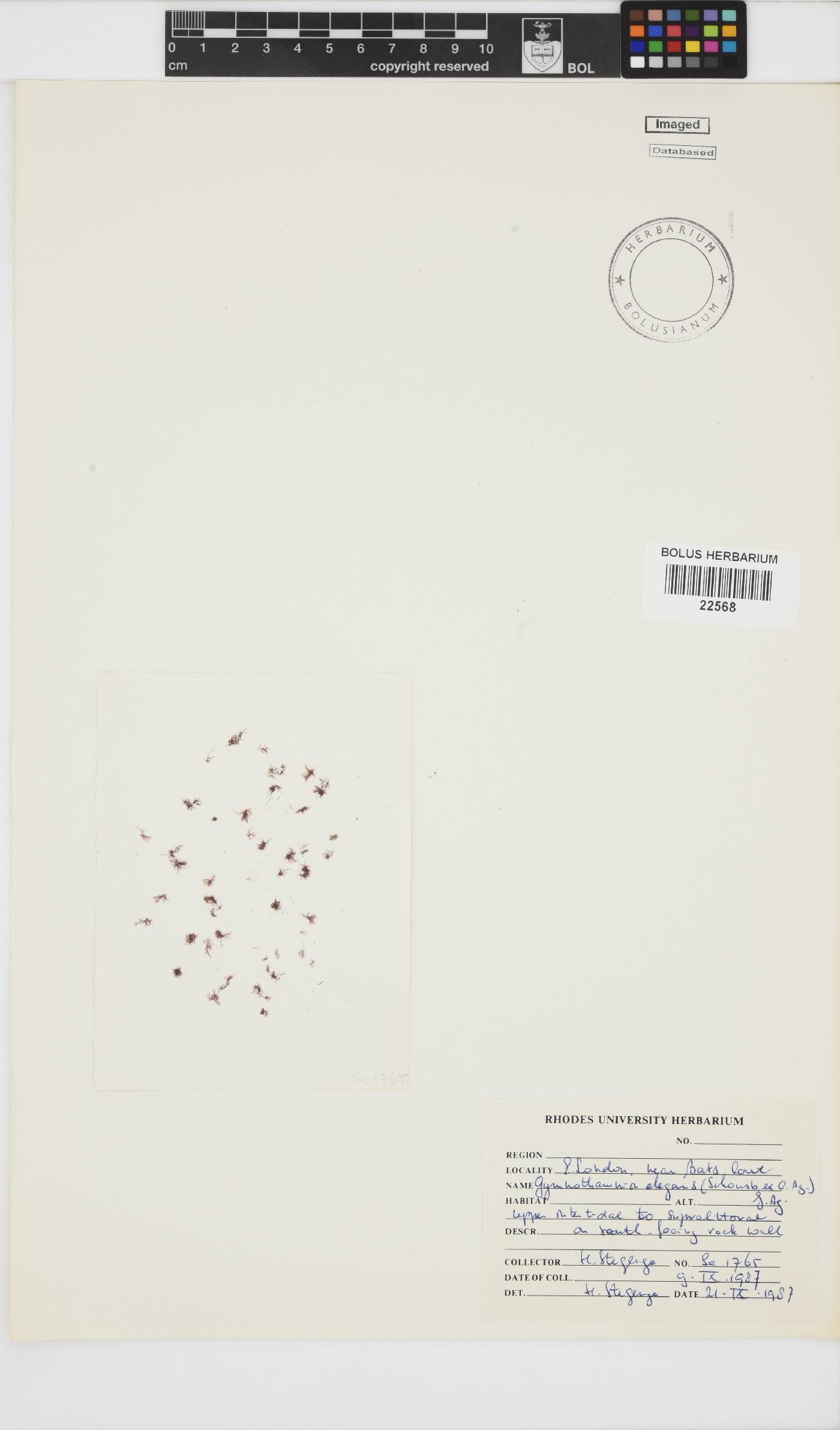 Gymnothamnion elegans image