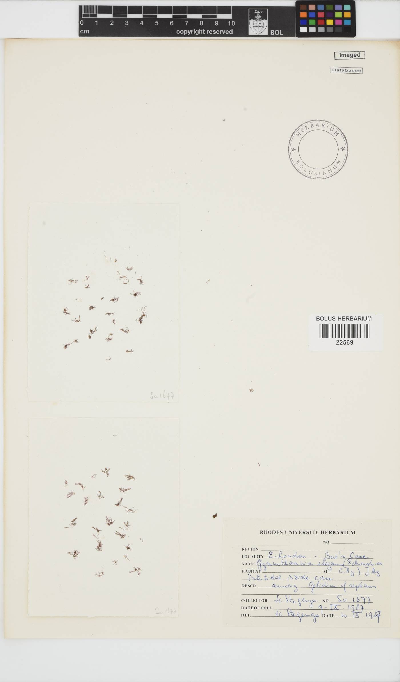 Gymnothamnion image