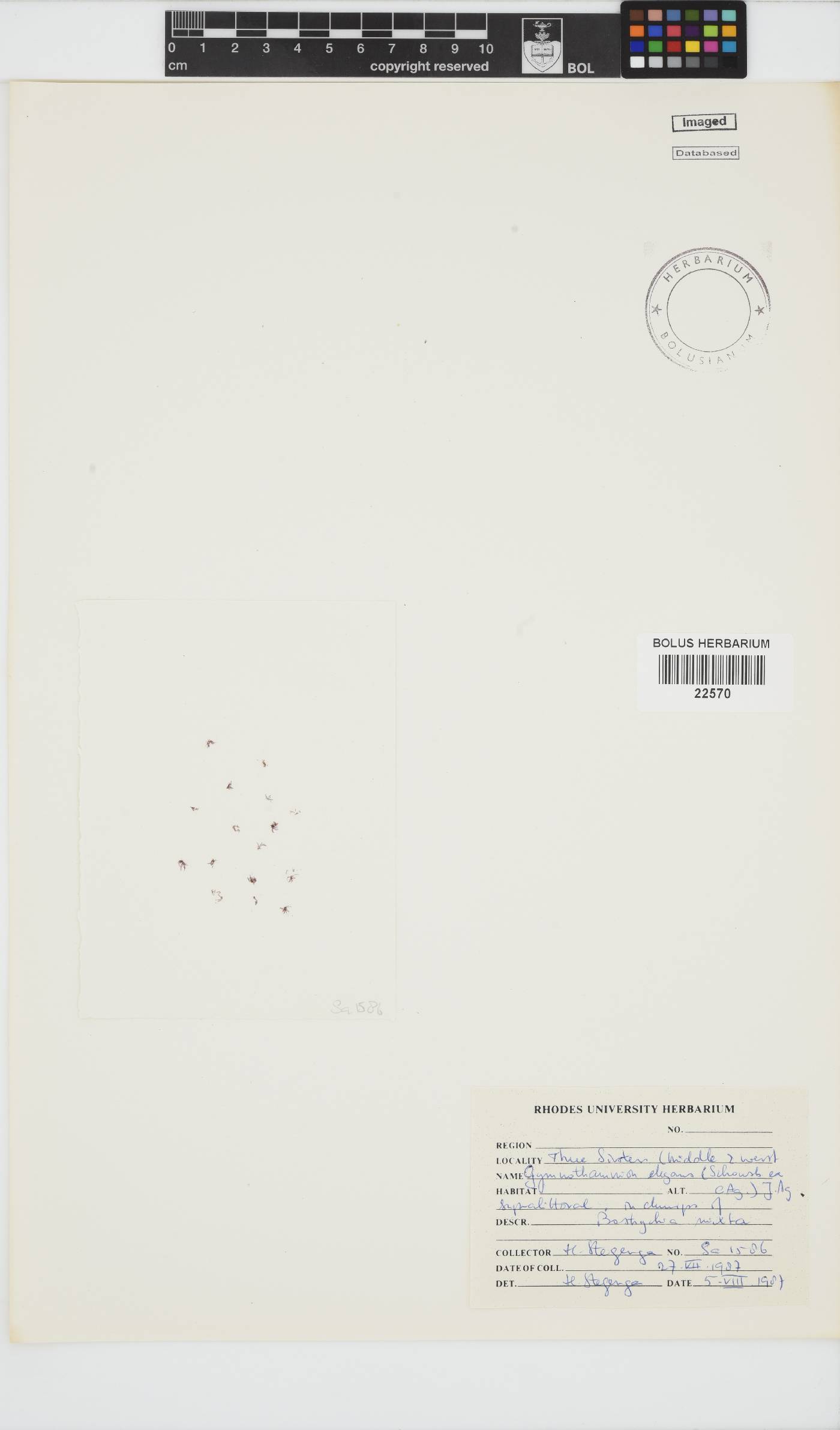 Gymnothamnion elegans image