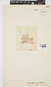 Image of Jania rosea