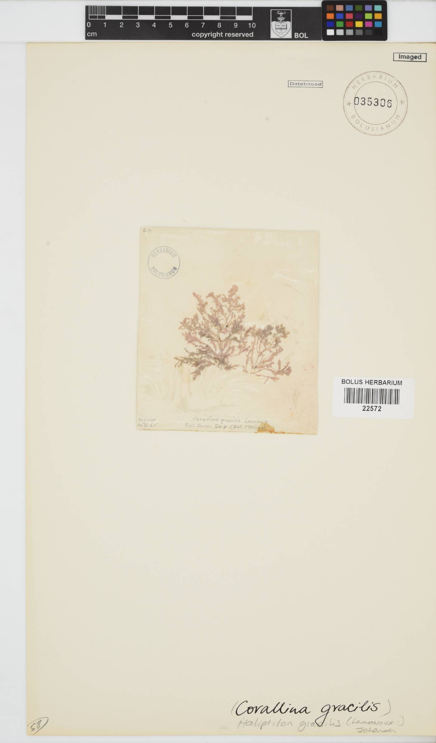Jania rosea image