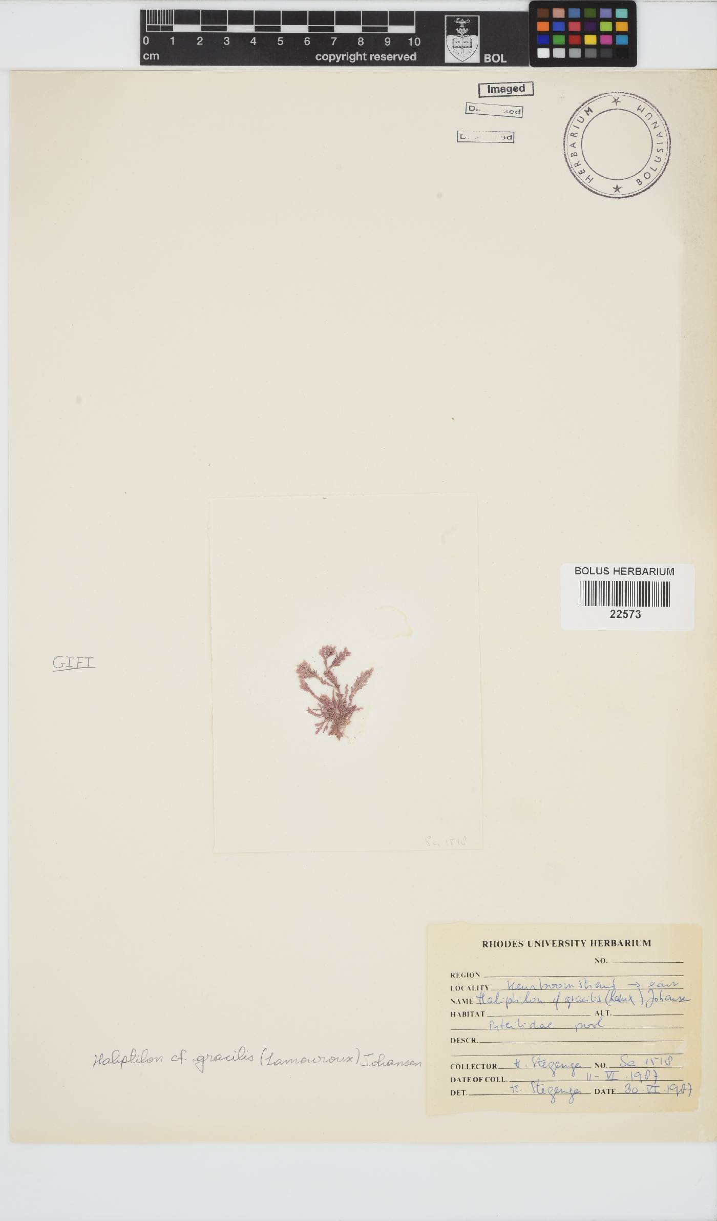 Jania rosea image