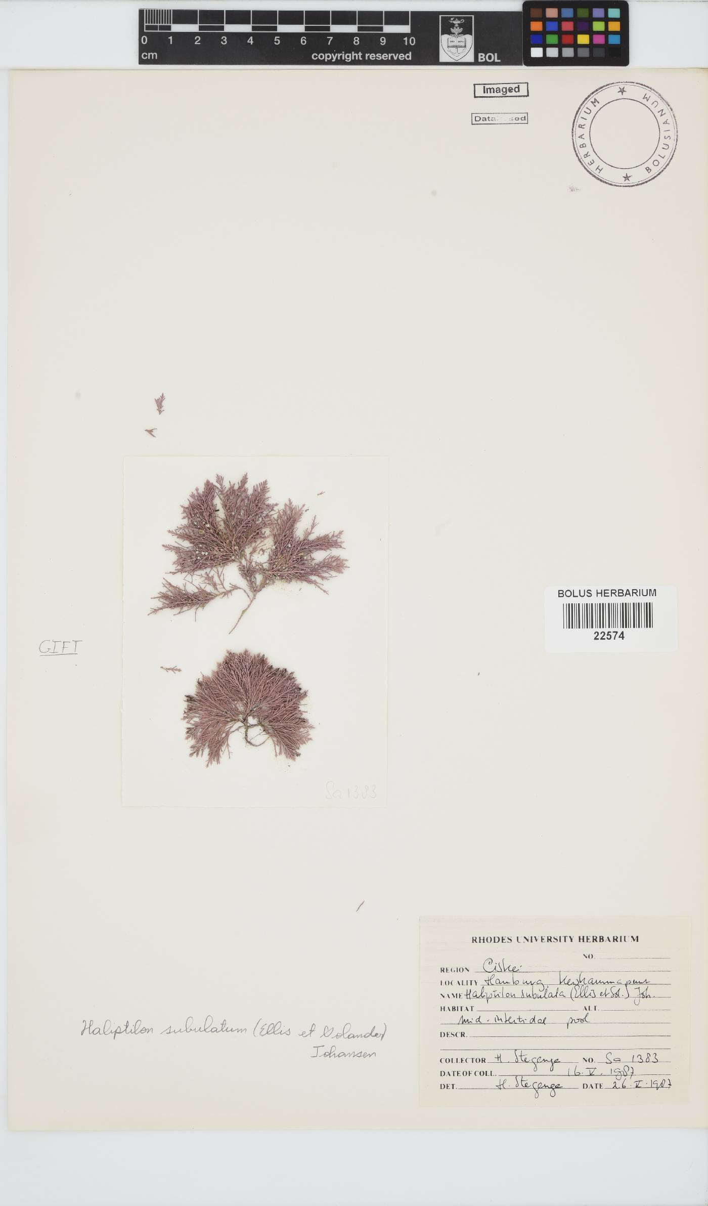 Jania subulata image