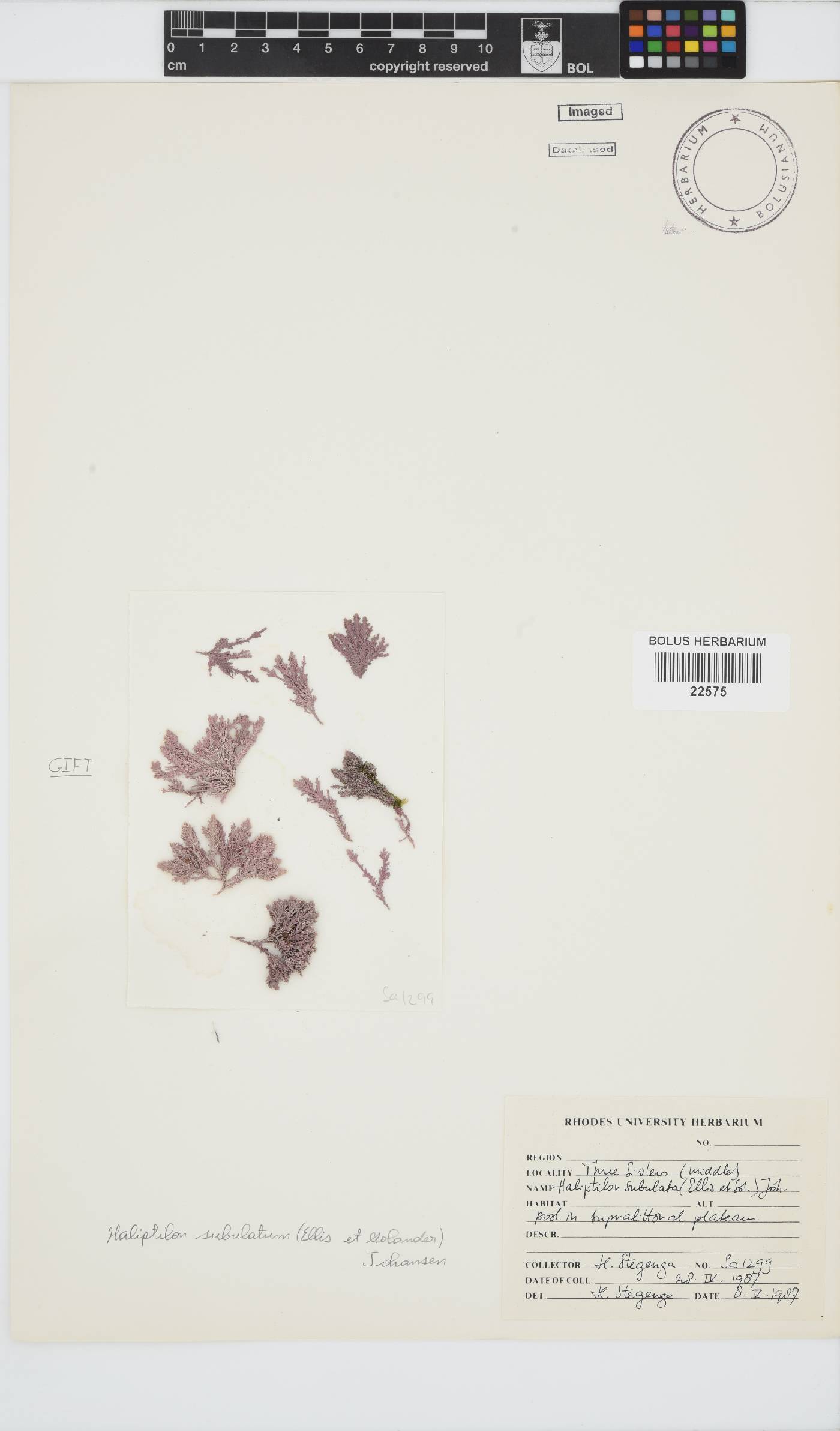 Jania subulata image
