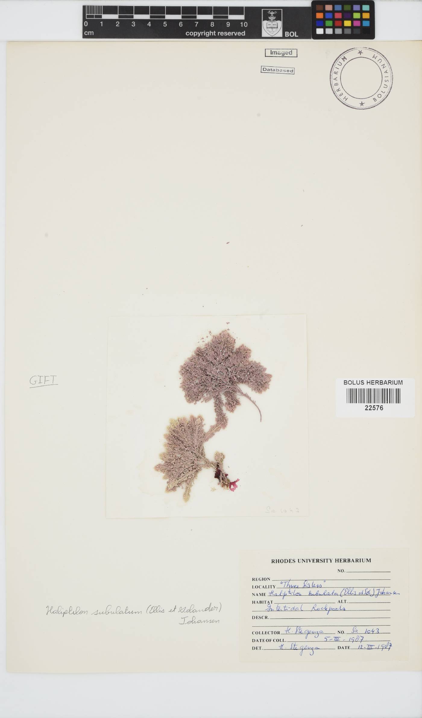 Jania subulata image