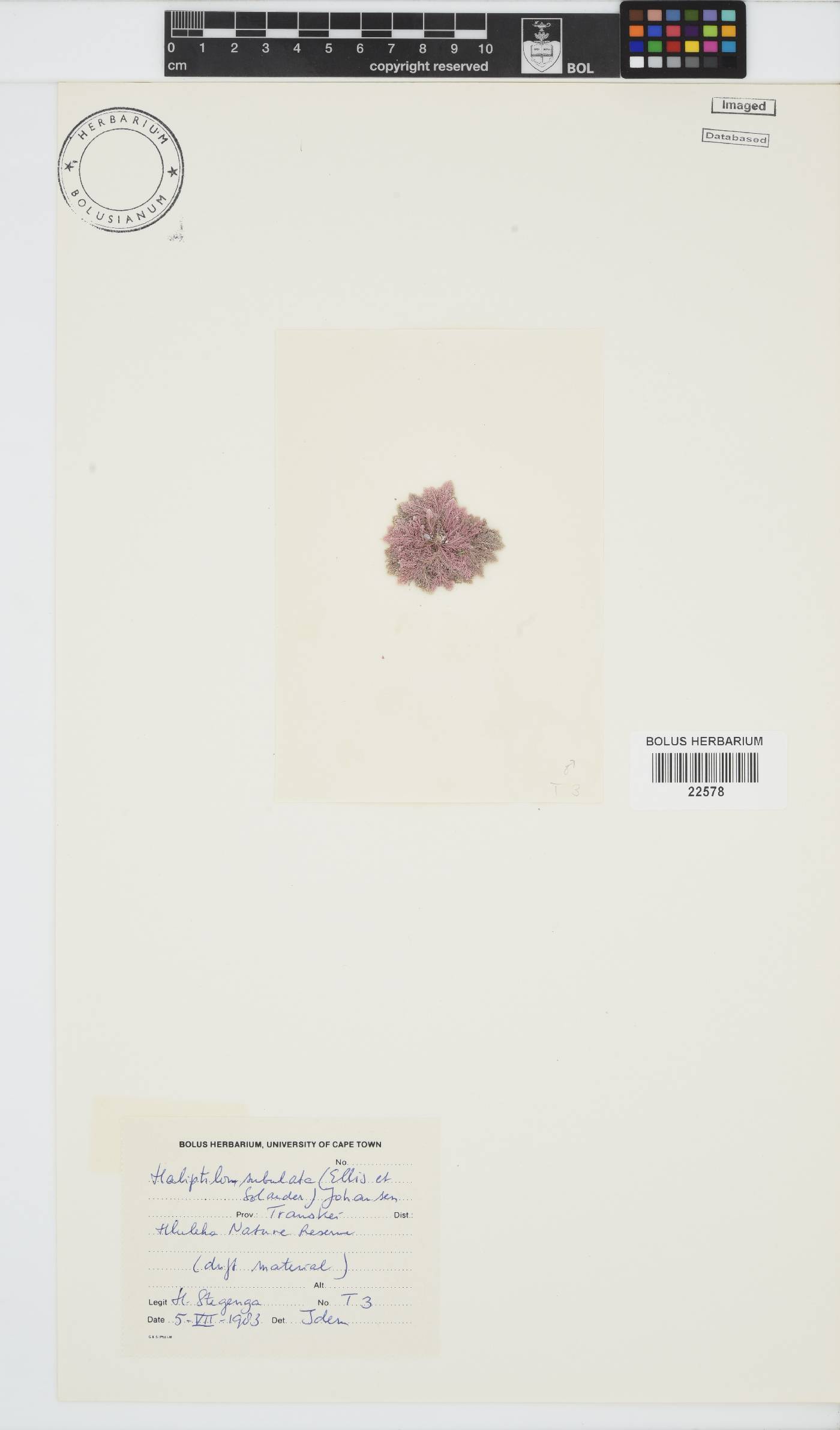 Jania subulata image