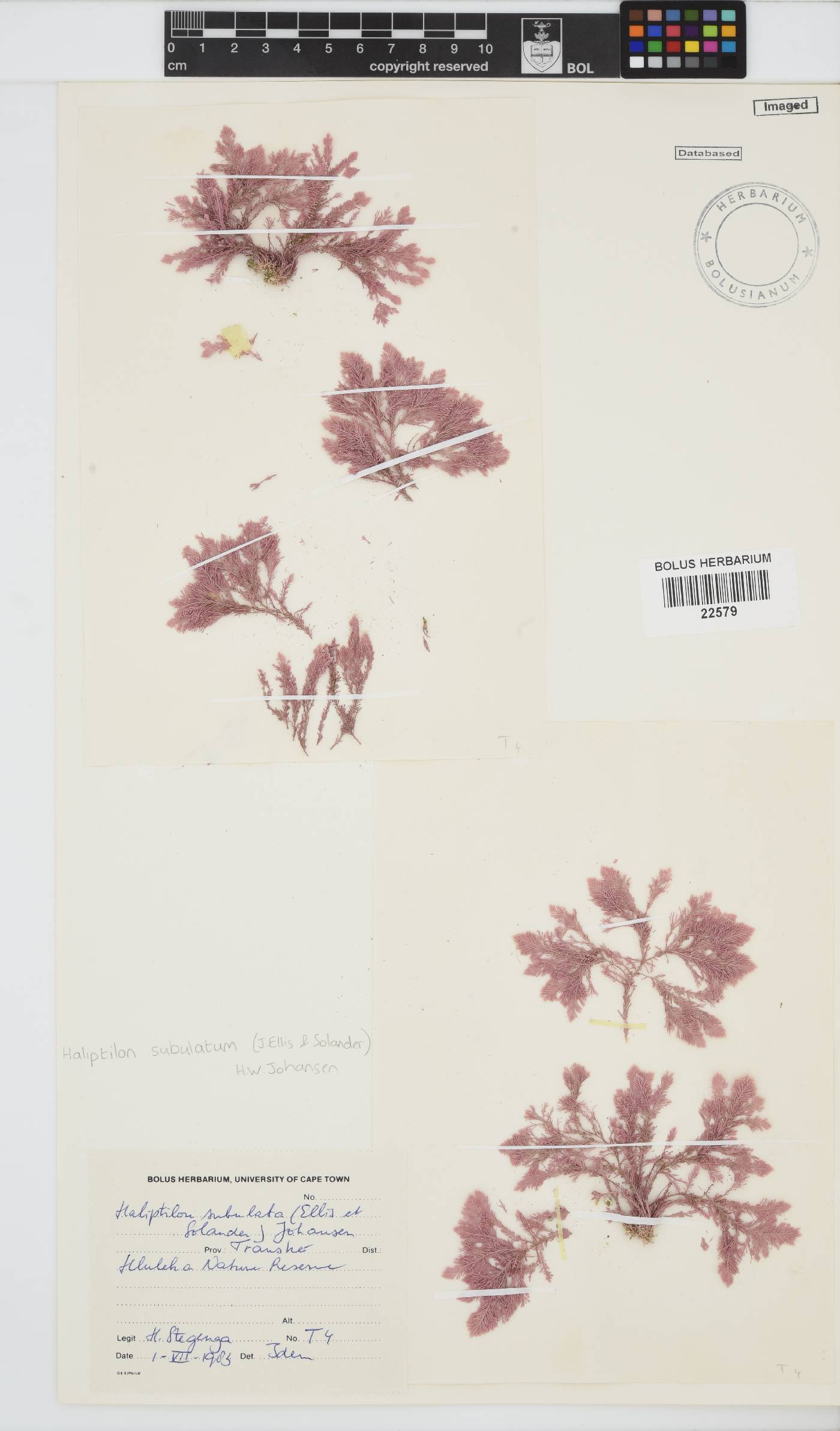 Jania subulata image