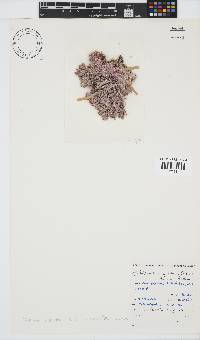 Jania subulata image