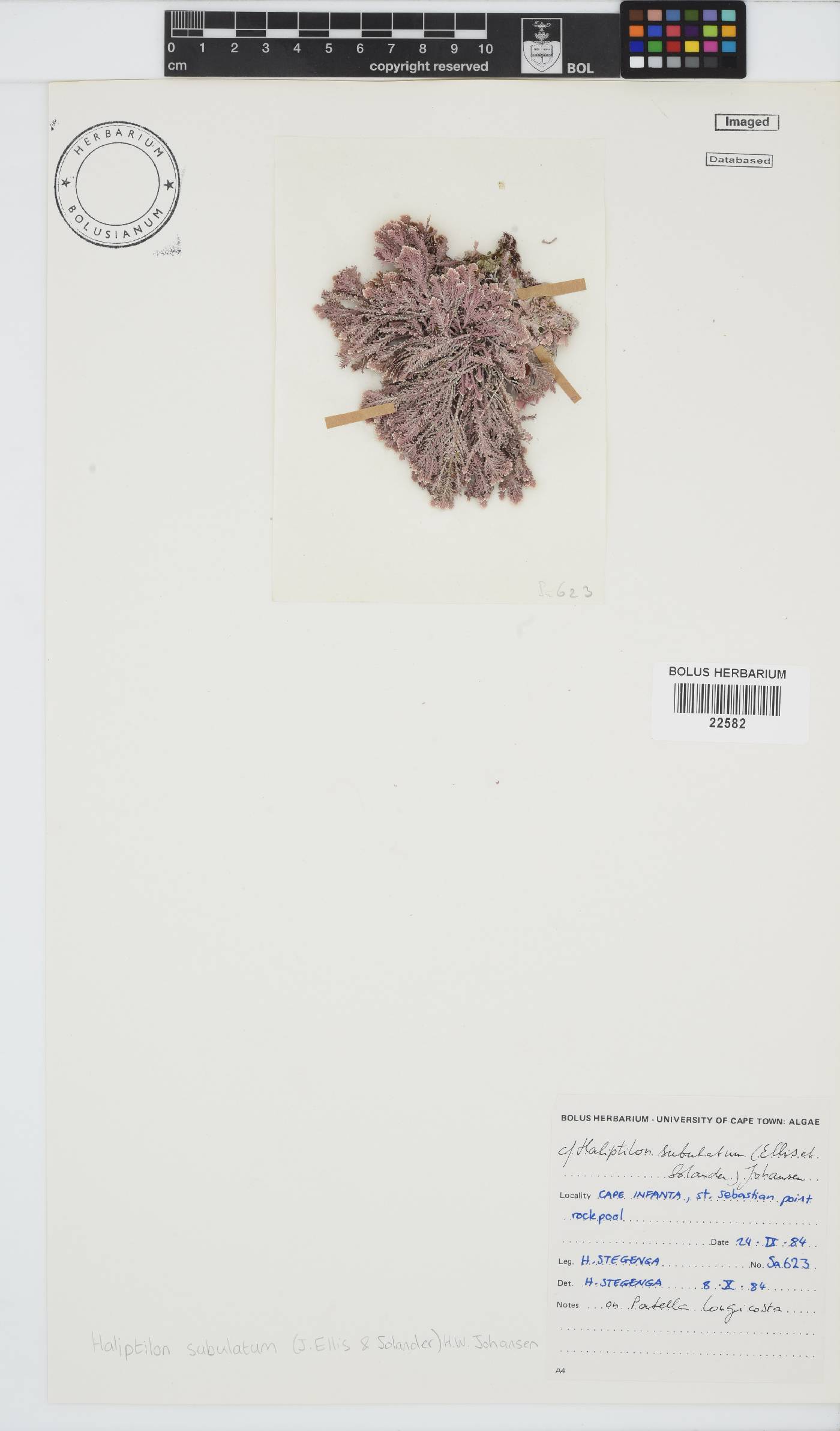 Jania subulata image