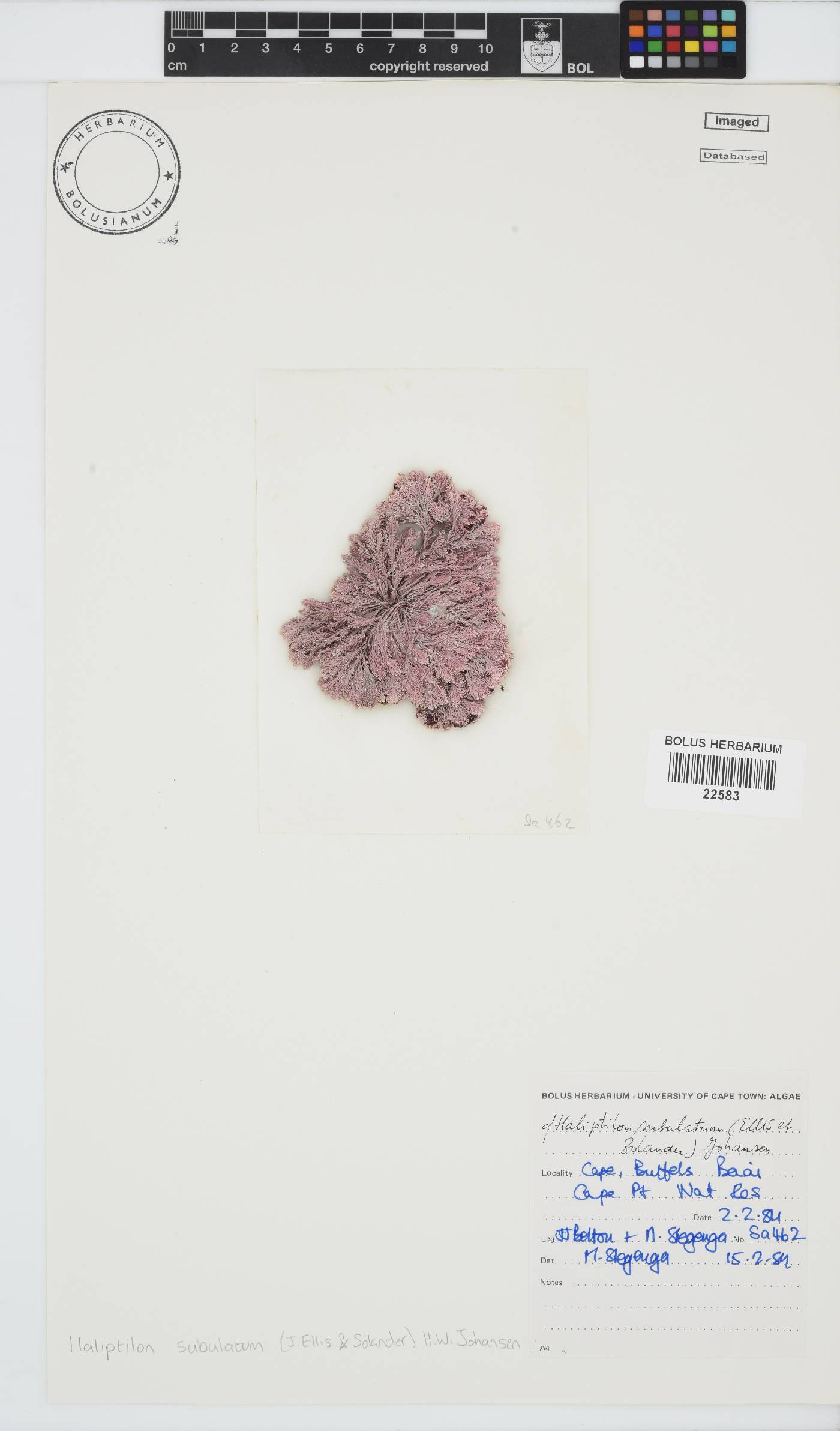 Jania subulata image