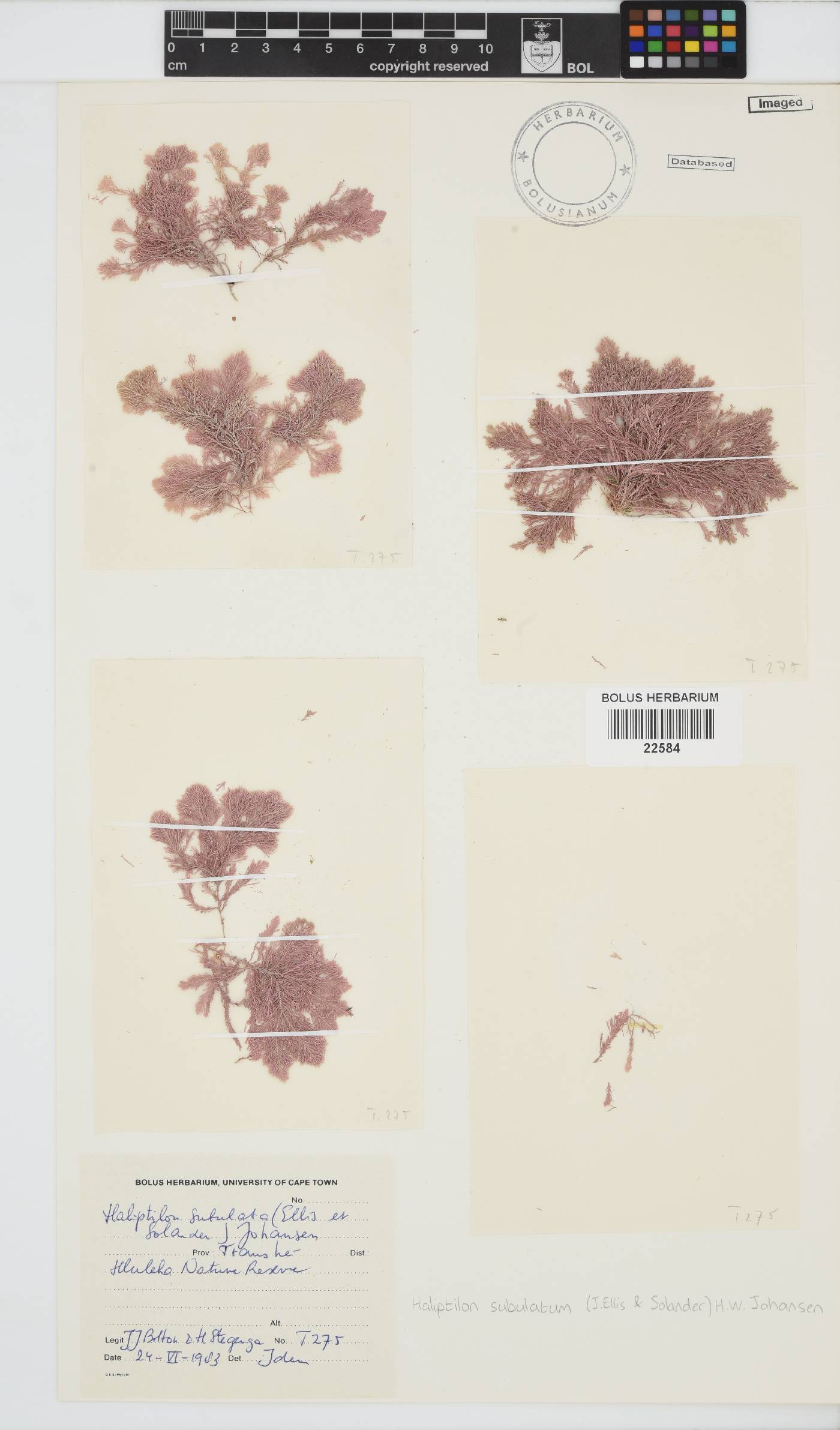 Jania subulata image